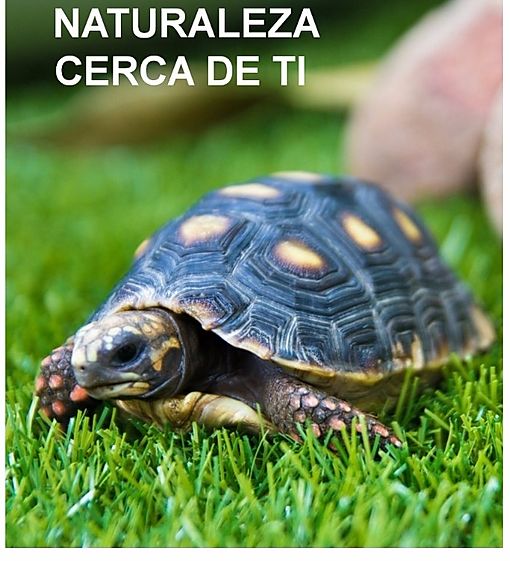 Odoo • Texto e imagen