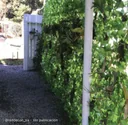 Rollo malla de hojas verde/rosa 100 x 300 cm (3 m2) - B002