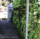 Rollo malla de hojas verde/rosa 100 x 300 cm (3 m2) - B002