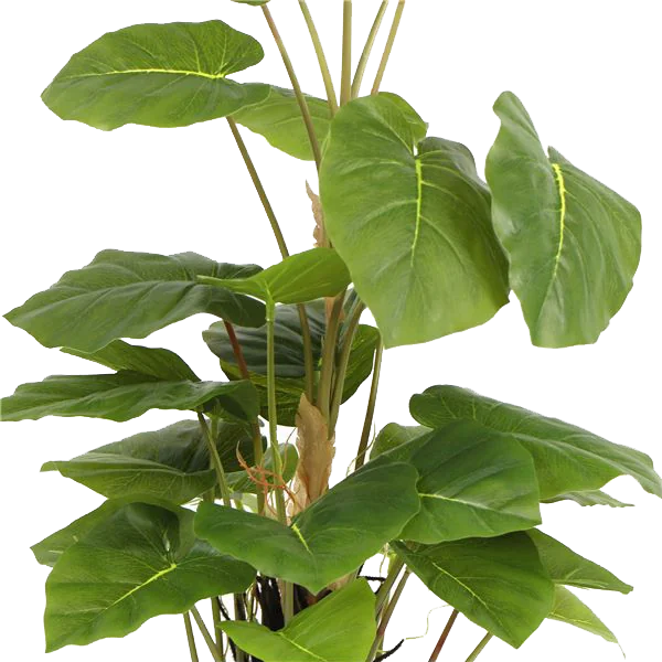 Calathea Light - 97 cm de alto - TPT055 - Planta artificial
