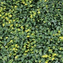 Follaje artificial - 50 x 50 cm - Decogreen - A001B - Boxwood gold