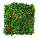 Jardín vertical - B052 - Enredadera otoñal -  100 x 100 cm (1 m2)