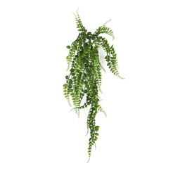 [RP-JC-CH-01] Planta colgante - HGE166 - Cascada de Helecho - 75 cm