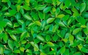 P3480-1 Rollo papel tapiz decorativo vinil 0.52mx10m 5.20m2